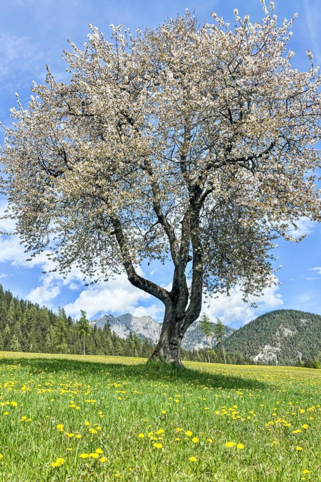 Apartment Salzmannhof - Rmu210 By Interhome Ramsau am Dachstein Eksteriør billede
